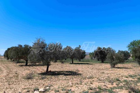 Helårsgrund i Yecla, Murcia, Yecla - € 26.500 | Ref: SF0526 - foto 15